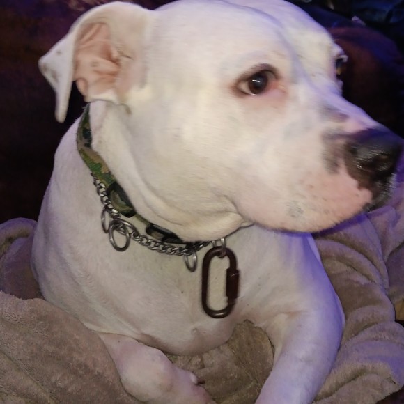 Meet your Posher, Joseph - Picture 1 of 1